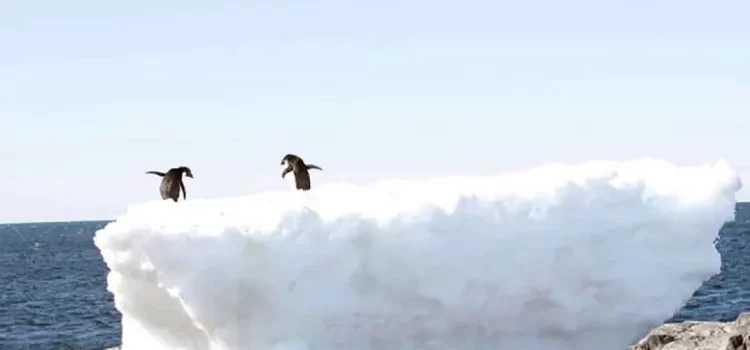 En su nivel más reducido el hielo marino de la Antártida En su nivel más reducido el hielo marino de la Antártida