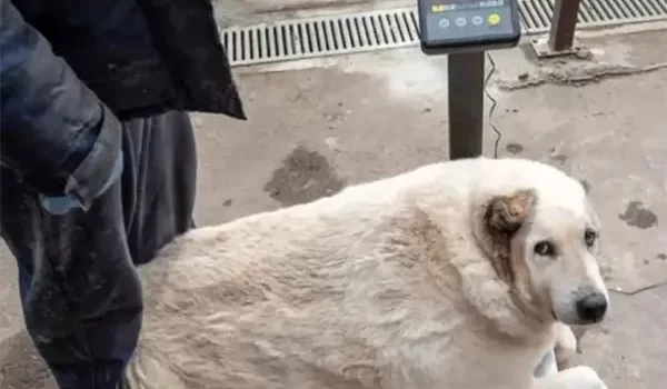 Ponen a dieta a lomito callejero Ponen a dieta a lomito callejero