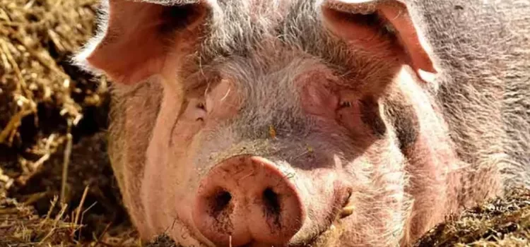 Registra Reino Unido el primer caso humano de influenza porcina Registra Reino Unido el primer caso humano de influenza porcina