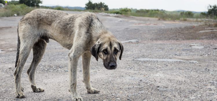 Pide tipificar el maltrato animal como delito