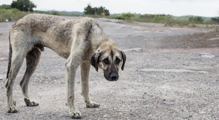 Pide tipificar el maltrato animal como delito