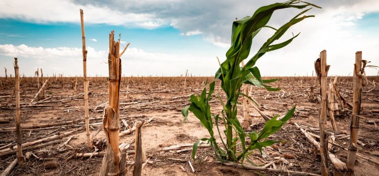 Advierten agricultores habrá crisis alimentaria