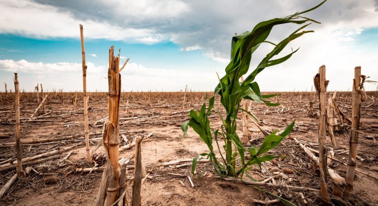 Advierten agricultores habrá crisis alimentaria