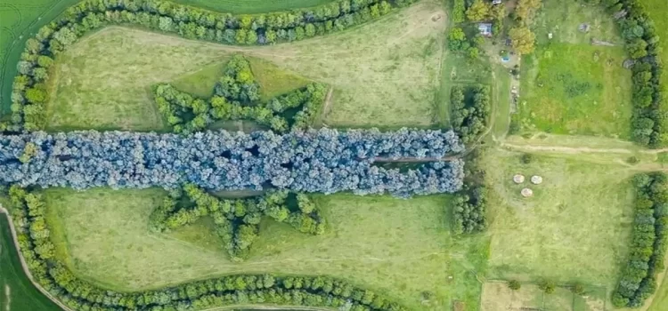Creó un bosque con forma de guitarra en memoria de su esposa Creó un bosque con forma de guitarra en memoria de su esposa
