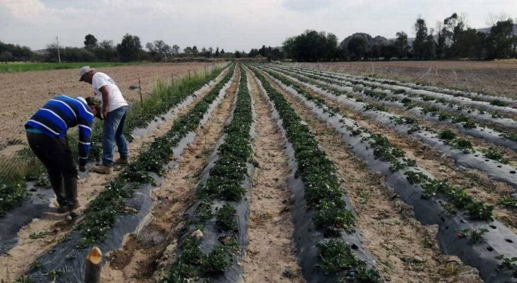 Se cae la economía de Zacatecas en este 2024