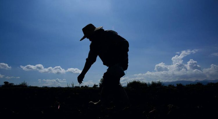 Pide optar por cultivos alternativos, ante escasez de semilla: Gobernador