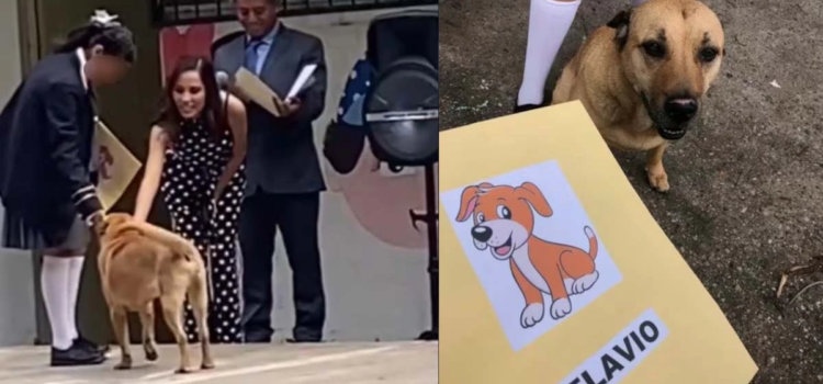 Flavio, el perrito callejero que se graduó y conquistó TikTok Flavio, el perrito callejero que se graduó y conquistó TikTok