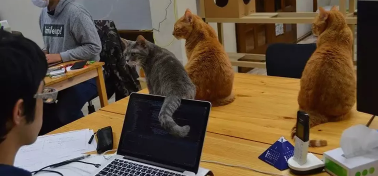 Los gatos de oficina: la innovadora estrategia de una empresa japonesa para reducir el estrés Los gatos de oficina: la innovadora estrategia de una empresa japonesa para reducir el estrés