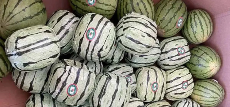 Decomisan millonario cargamento de metanfetaminas en «narcosandías» en la frontera de California Decomisan millonario cargamento de metanfetaminas en «narcosandías» en la frontera de California