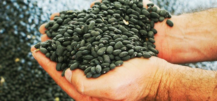 Piden a los productores no malbaratar sus cosechas de frijol