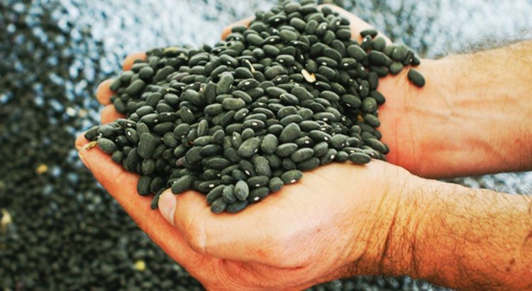Piden a los productores no malbaratar sus cosechas de frijol