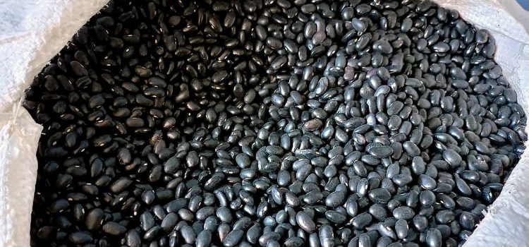 Se reinician los pagos a productores de frijol