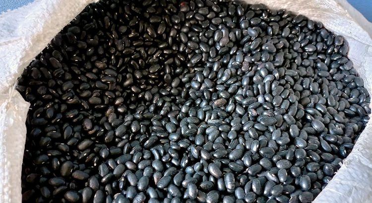 Se reinician los pagos a productores de frijol