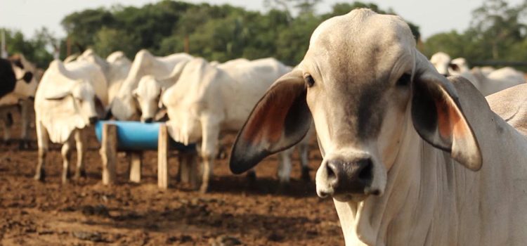 Se activa protocolo sanitario ante caso de rabia bovina