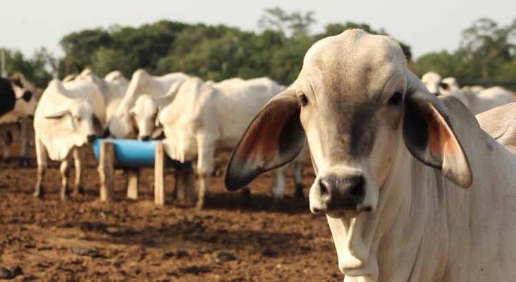 Se activa protocolo sanitario ante caso de rabia bovina