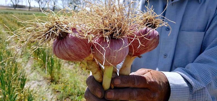 Se mantiene Zacatecas como líder nacional en producción de ajo