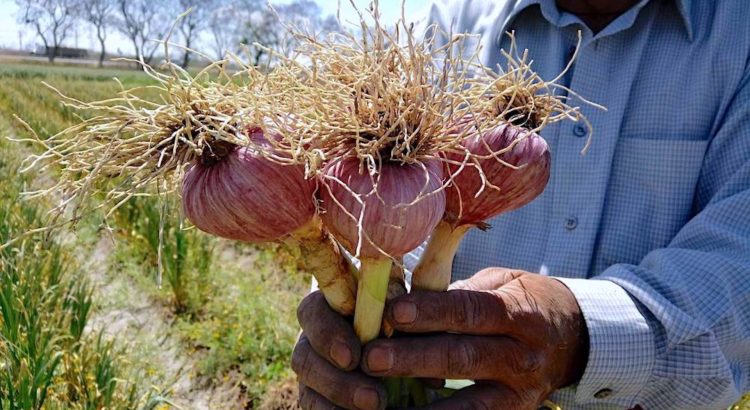 Se mantiene Zacatecas como líder nacional en producción de ajo