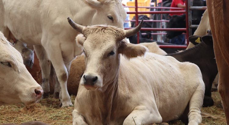 Hay alerta sanitaria por gusano barrenador