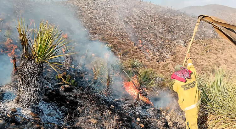 Siguen sin control incendios en Tlaltenango y Villa de Cos
