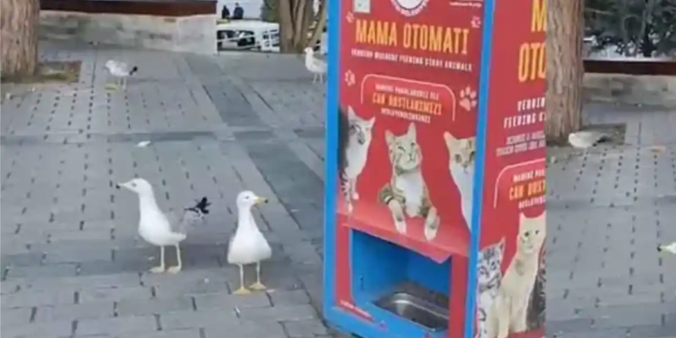 Gaviotas aprendieron a maullar para obtener comida