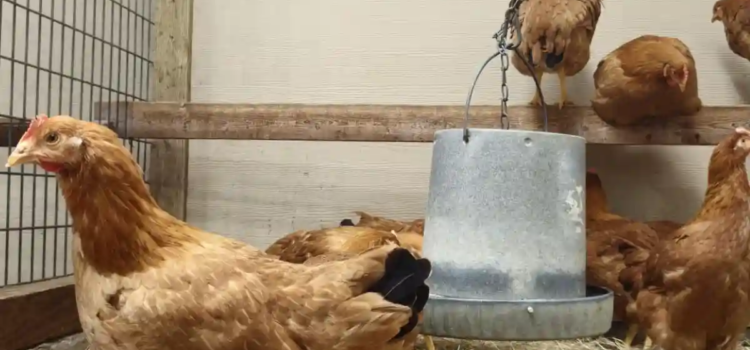 El nuevo negocio en Estados Unidos: rentar gallinas El nuevo negocio en Estados Unidos: rentar gallinas