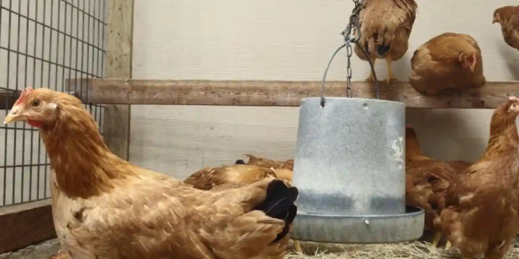 El nuevo negocio en Estados Unidos: rentar gallinas