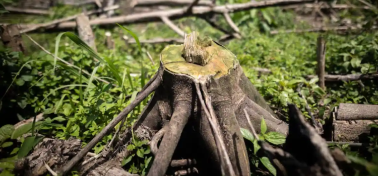México entra al Top 10 de países con mayor pérdida de bosques en el mundo México entra al Top 10 de países con mayor pérdida de bosques en el mundo