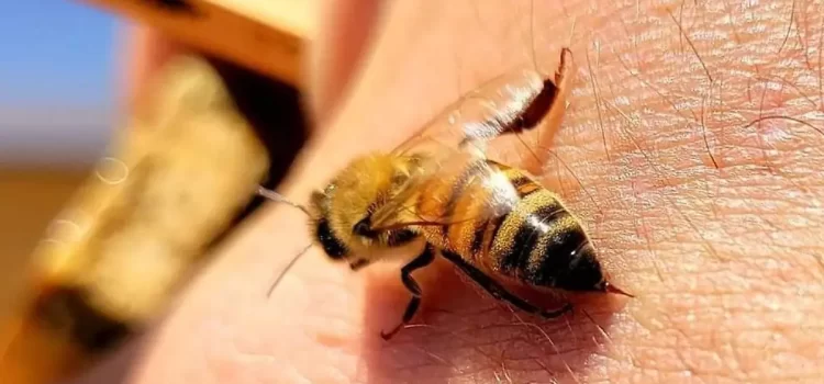 Zacatecas tiene un alza en picaduras de abeja Zacatecas tiene un alza en picaduras de abeja