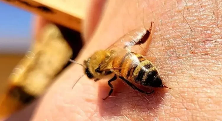Zacatecas tiene un alza en picaduras de abeja