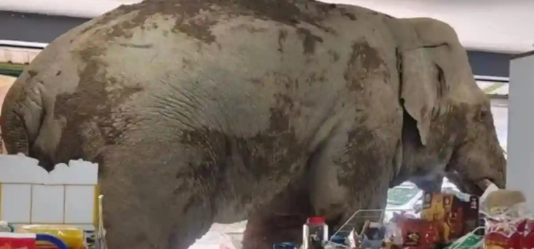 Elefante entró a robar a tienda de conveniencia