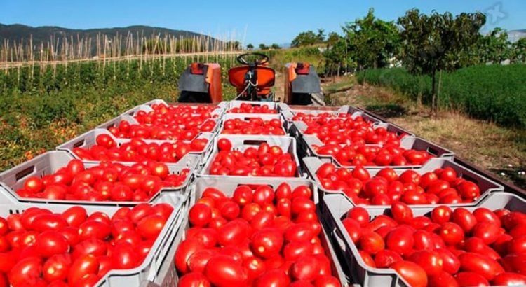 Zacatecas se verá afectado en exportaciones y empleo, por el arancel al jitomate