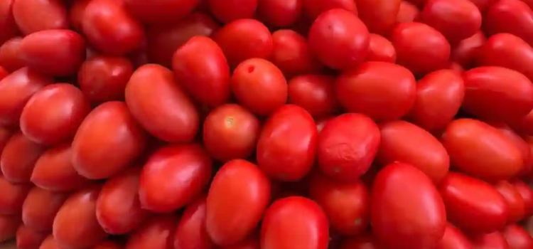 Impone Estados Unidos aranceles del 17 % al tomate mexicano