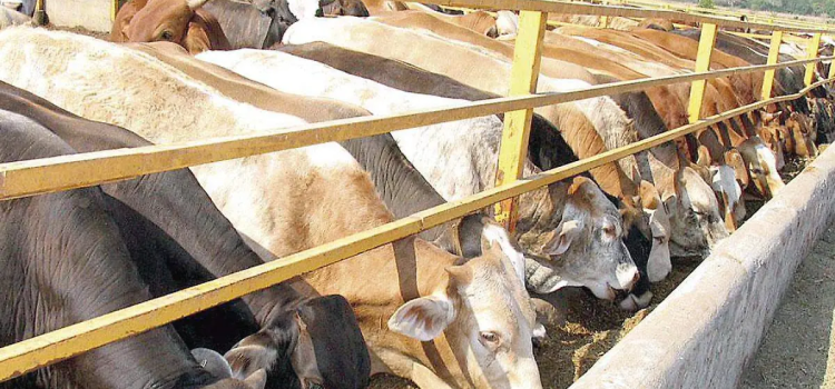 Zacatecas busca recuperar el estatus sanitario para exportar ganado