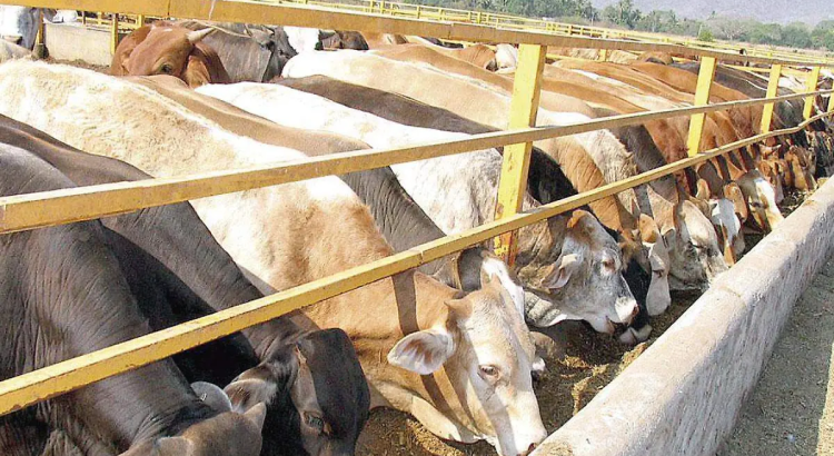 Zacatecas busca recuperar el estatus sanitario para exportar ganado