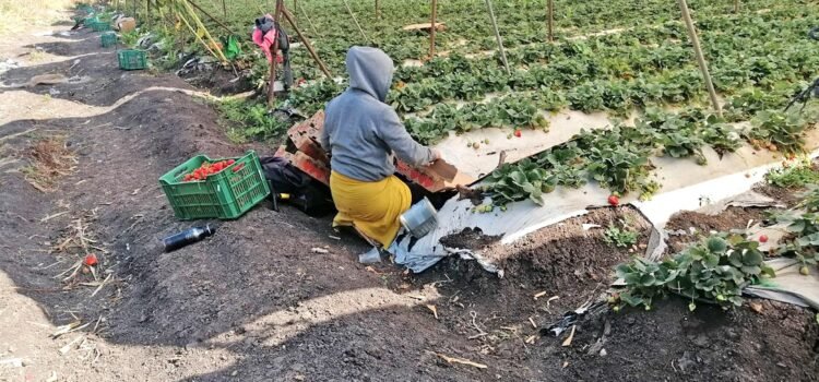 El campo mexicano exige soluciones urgentes al gobierno federal El campo mexicano exige soluciones urgentes al gobierno federal