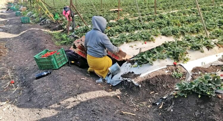 El campo mexicano exige soluciones urgentes al gobierno federal El campo mexicano exige soluciones urgentes al gobierno federal