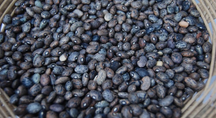 SADER garantiza pago oportuno y precio justo para productores de frijol