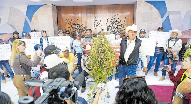 Productores de frijol en Zacatecas exigen precio justo y apertura de centros de acopio