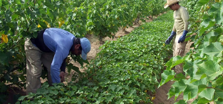 Productores de frijol piden reabrir centros de acopio ante el inicio de la cosecha Productores de frijol piden reabrir centros de acopio ante el inicio de la cosecha