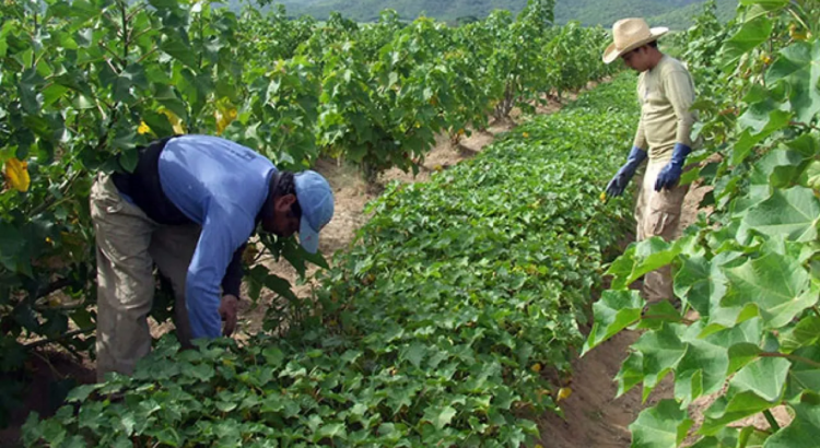 Productores de frijol piden reabrir centros de acopio ante el inicio de la cosecha