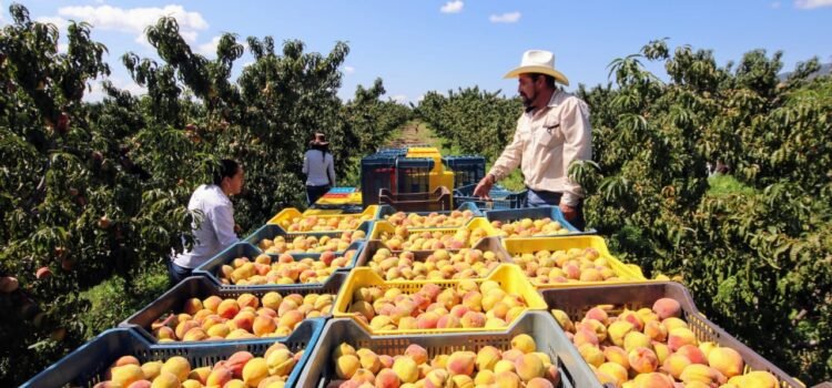 Agricultores zacatecanos exigen precios de garantía y mayor apoyo al sector rural