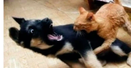 Recién casados quieren divorciarse… porque su perro y su gato no se llevan bien