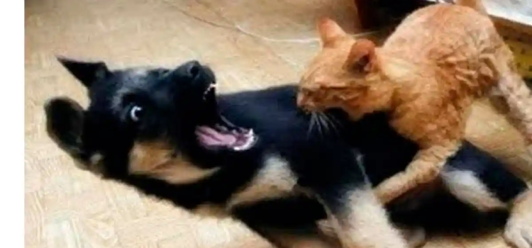 Recién casados quieren divorciarse… porque su perro y su gato no se llevan bien