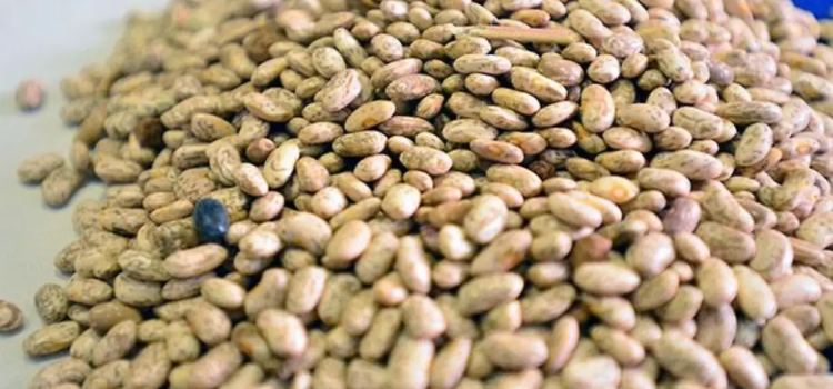 Comienza la operación del plan de pignoración de frijol