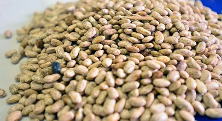 Comienza la operación del plan de pignoración de frijol Comienza la operación del plan de pignoración de frijol