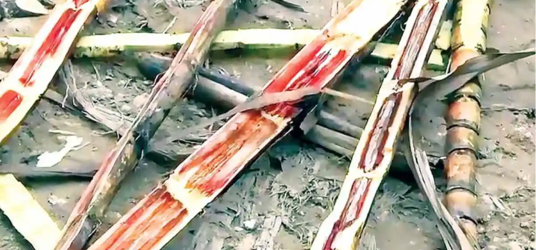 Reportan cañeros veracruzanos pérdidas severas por ataque de hongo