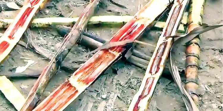 Reportan cañeros veracruzanos pérdidas severas por ataque de hongo